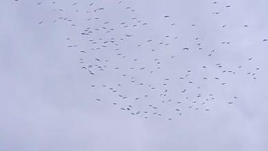 4k实拍雨后空中飞翔的鸟群自然风光视频的预览图